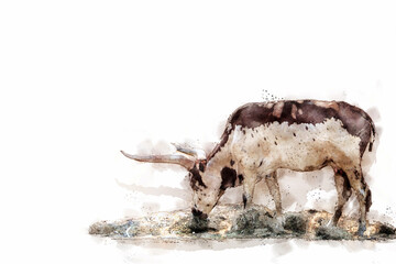 Texas longhorn cow in a nature park. Watercolor style. - obrazy, fototapety, plakaty