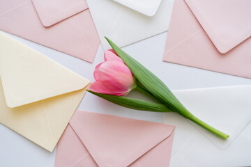 top view of pink tulip on pastel envelopes on white.