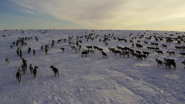 Herd of reindeer. Animals in Siberia. Aerial shooting. Frosty winter day. Huge snow field in the sun. Evening Murmansk