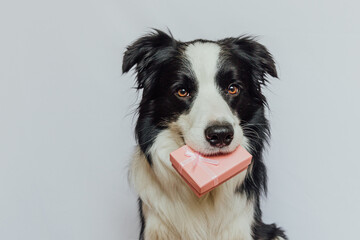 Naklejka na ściany i meble Puppy dog border collie holding pink gift box in mouth isolated on white background. Christmas New Year Birthday Valentine celebration present concept. Pet dog on holiday day gives gift. I'm sorry.