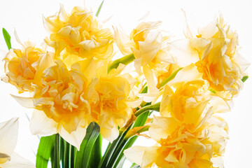 Daffodils  in the glass vase