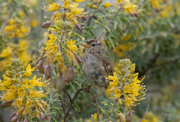 Sparrow amidst yellow flowers up close