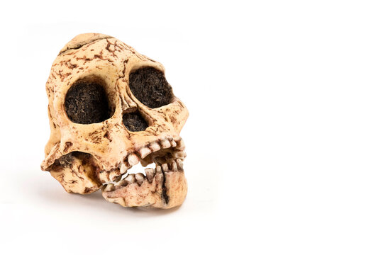 Prehistoric Man Skull, Hominid Skull Or Australopithecus Africanus Isolated On White Background With Space For Text