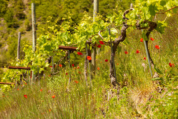 A row of vines growing in a vineyard around Papaver red poppies, Valais region, Switzerland, Europe.