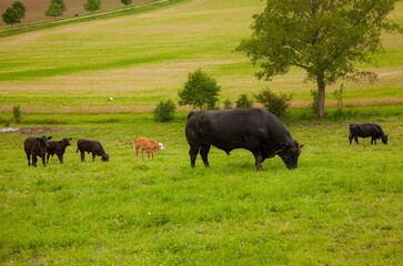 A herd of bulls, calves on green pastures.