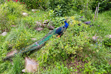 Obraz premium Indian peacock with very long beautiful colourful train climbing a hill in garden 