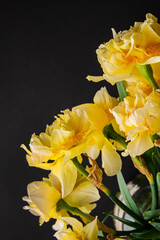Daffodils  in the glass vase