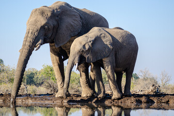 African Elephant Family Drinking at Waterhole with Reflection