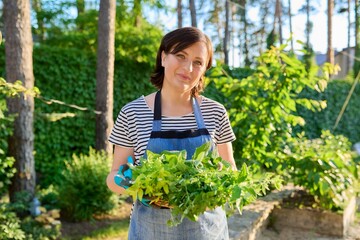 Woman in garden holding basket with freshly picked crop of green spicy fragrant herbs