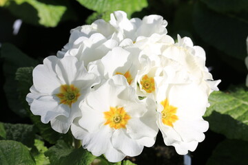 Beautiful blooming primrose in sunny March