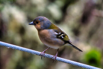Chaffinch on Levada Rabacal, Madeira, Portugal in march