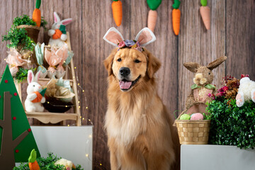 Easter themed pet shoot with golden retriever