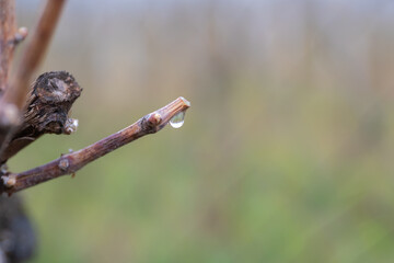 In the spring, fresh sap comes out of the wound of the cut vine. 