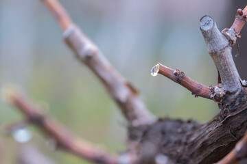 In the spring, fresh sap comes out of the wound of the cut vine. 
