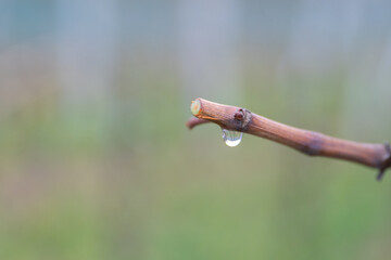 In the spring, fresh sap comes out of the wound of the cut vine. 