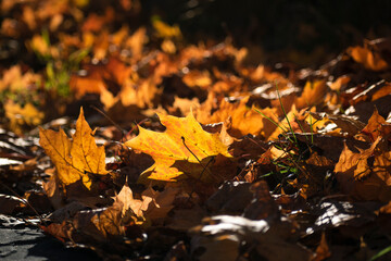 yellow leaves fell from the trees. autumn forest