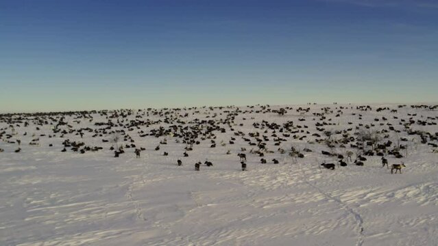 Herd of reindeer. Animals in Siberia. Aerial shooting. Frosty winter day. Huge snow field in the sun. Evening Murmansk