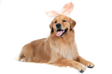 Easter themed pet shoot with golden retriever