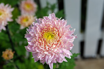 pink dahlia flower