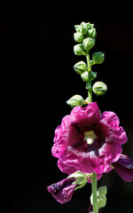 Purple pink flower of Mallow, Alcea rosea, Family malvaceae also known as Hollyhock with green stem and buds on dark or black background, closeup. Malva are popular garden ornamental plants.