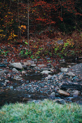small river flowing through the forest. mountain stream