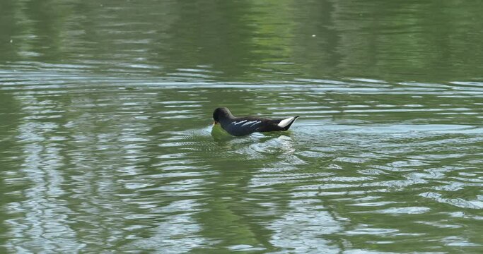 Gallinula chloropus |  Gallinule poule d'eau nageant au bord d'une rive d'un &eacute;tang aux eaux calmes