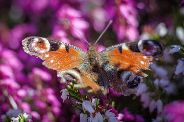 motyl rusałka pawik na kolorowych wrzoścach wczesną wiosną