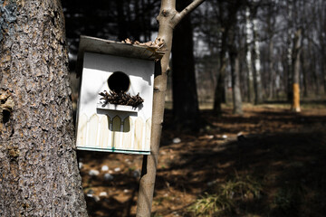 Wooden bird feeder on tree in spring Park or garden