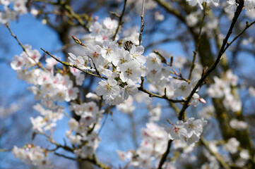 Blossom flowers in the tree with blue sky in the background