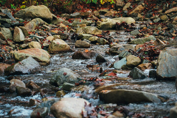 small river flowing through the forest. mountain stream