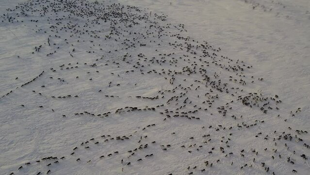 Herd of reindeer. Animals in Siberia. Aerial shooting. Frosty winter day. Huge snow field in the sun. Evening Murmansk