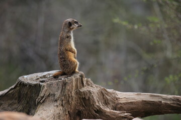 A meerkat sitting on a tree stump looking into the distance