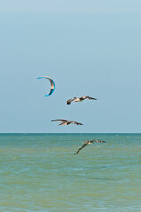 Fototapeta na wymiar front view, far distance of three brow pelicans flying past a wind surfing sail over tropical waters of Gulf of Mexico