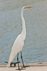 side view, medium distance of a great egret standing on a marine dock, in a tropical canal, on a sunny morning