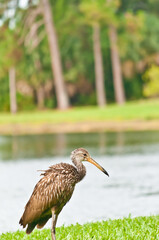 side view, medium distance of a water bird with orange beach, speckled, white and brow feathers, standing on the shoreline of a tropical lake
