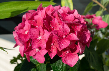 Fertile and sterile flowers on the same pink hydrangea inflorescence. Bright pink flowers with water drops background. Hydrangea blossows close up