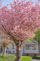 Aachen Eilendorf- Kirschblüten