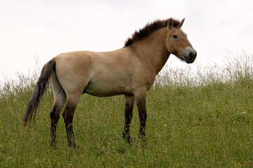 Obraz na płótnie Canvas Przewalski's Wild Horse grazing in a pasture
