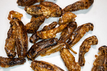 
Fried crickets