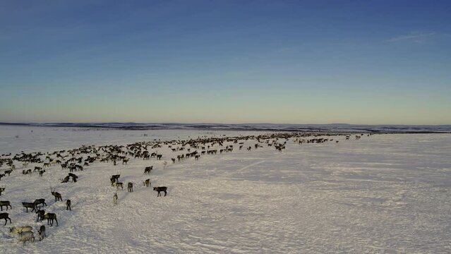 Herd of reindeer. Animals in Siberia. Aerial shooting. Frosty winter day. Huge snow field in the sun. Evening Murmansk