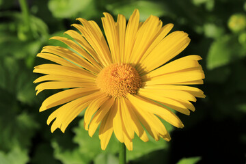 Beautiful blooming leopard's bane in sunny March