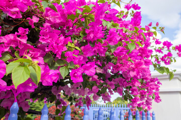 lesser bougainvillea with pink blossoms in a garden in Willemstad, Curacao