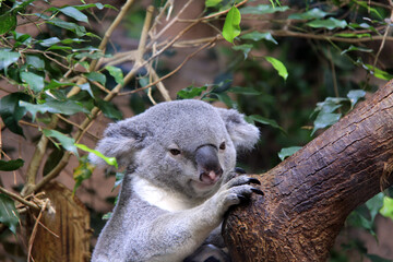 beau koala