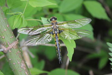 Big dragonfly on green leaves of a tree
