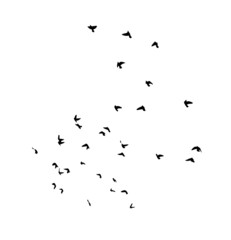A flock of flying birds. Free birds. Vector illustration