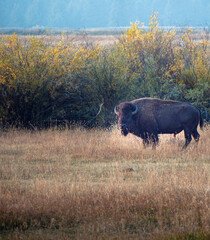 Lamar Valley Yellowstone Bison grazing