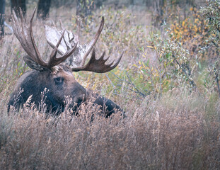 Yellowstone Moose