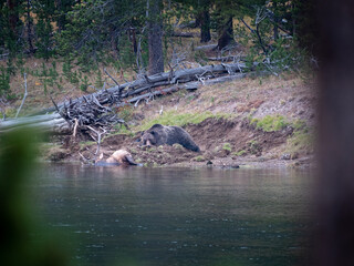 Yellowstone bear with kill