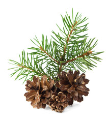 Alternative treatment. Herbal medicine. Winter forest decor. Spruce with cones. Christmas. New Year. Garland.