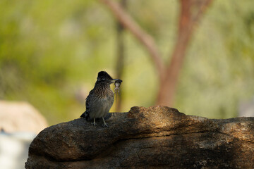 Roadrunner with a lizard on a rock